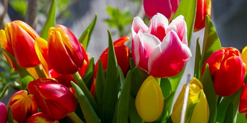 tulipán